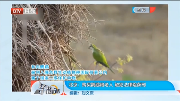 BTV《法治中国60分》 | 刘宏辉律师解读：“北京：购买鹦鹉陪老人 触犯法律险获刑”